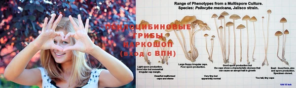 бошки Абаза